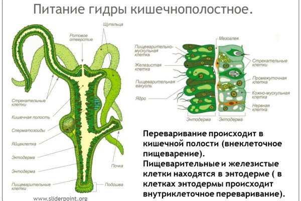 Кракен зеркало сайта vtor run