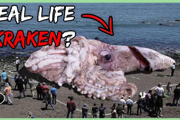 Кракен зеркало 2kraken biz